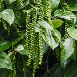 Juodasis pipiras - Piper nigrum