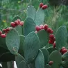Figavaisė opuncija - Opuntia ficus indica