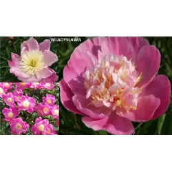 Bijūnų Wladyslawa sodinukai su pristatymu į namus