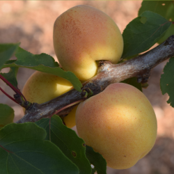 Abrikosas - Prunus armeniaca CIBO DEL PARADISO