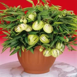 Ežinė kiauliauogė - Solanum muricatum PEPINO GOLD