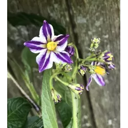 Solanum muricatum PEPINO GOLD