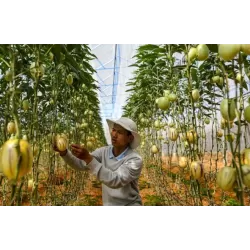 Solanum muricatum PEPINO GOLD