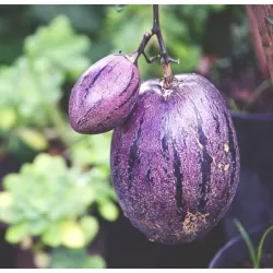 Solanum muricatum PEPINO GOLD