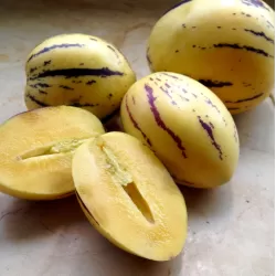 Solanum muricatum PEPINO GOLD