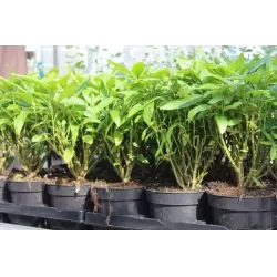 Solanum muricatum PEPINO GOLD