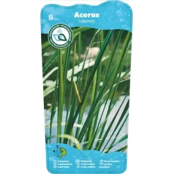 Acorus calamus