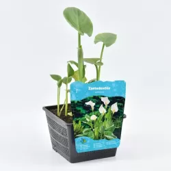 Abisininė kalija - Zantedeschia aethiopica