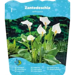 Abisininė kalija - Zantedeschia aethiopica