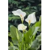 Abisininė kalija - Zantedeschia aethiopica