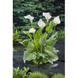 Abisininė kalija - Zantedeschia aethiopica