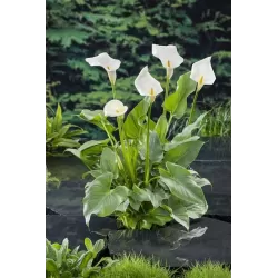 Abisininė kalija - Zantedeschia aethiopica