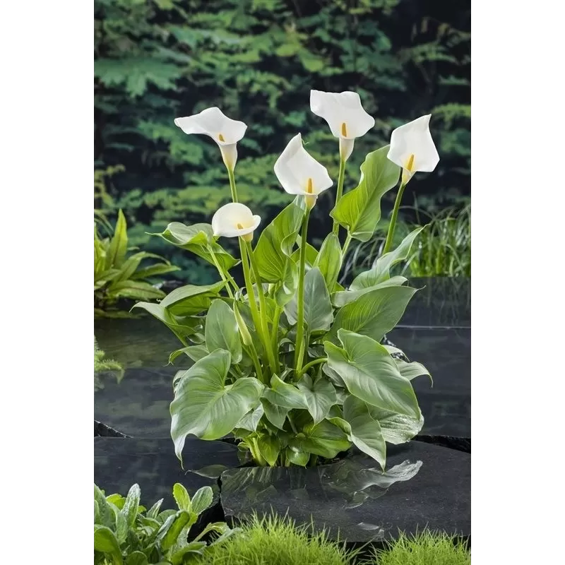Abisininė kalija - Zantedeschia aethiopica