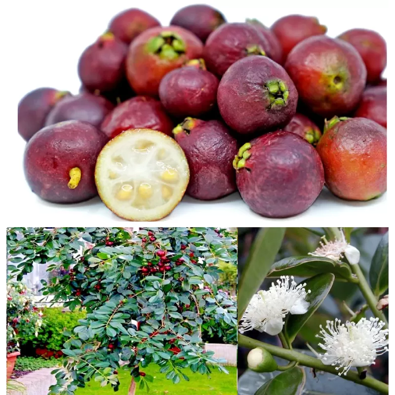 Žemuoginė guava - Psidium cattleianum