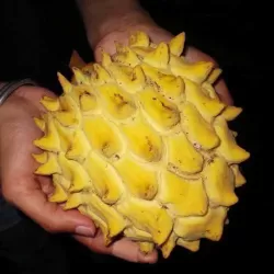 Rollinia deliciosa (Annona mucosa, Biribà)