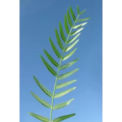 Švelnusis pirulis (rožiniai pipirai) - Schinus molle