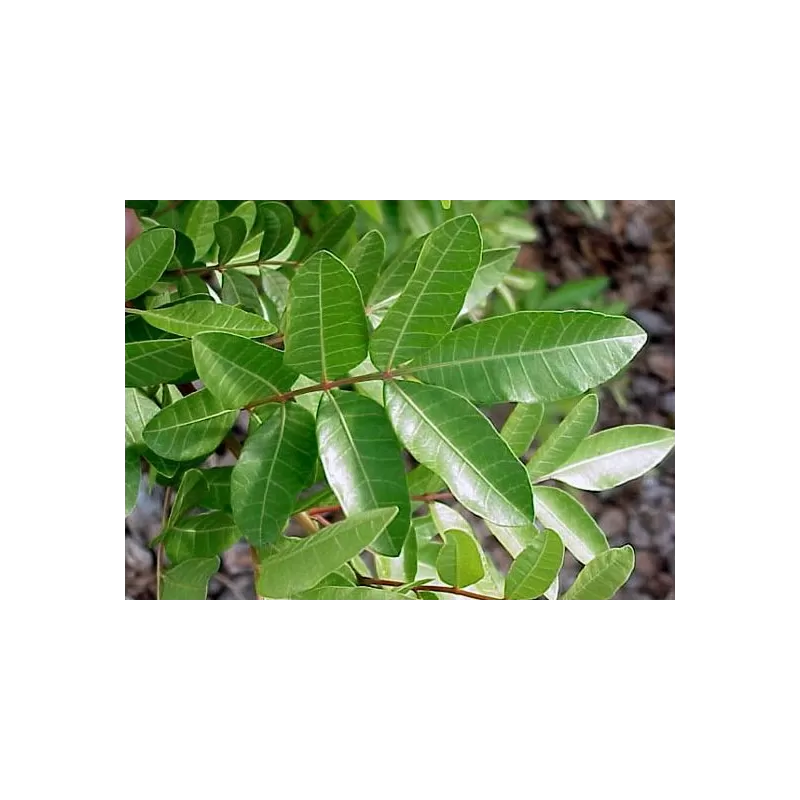 Brazilinis pirulis (pipiras) - Schinus terebinthifolius