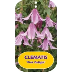 Įvairialapė raganė - Clematis diversifolia PINK DELIGHT