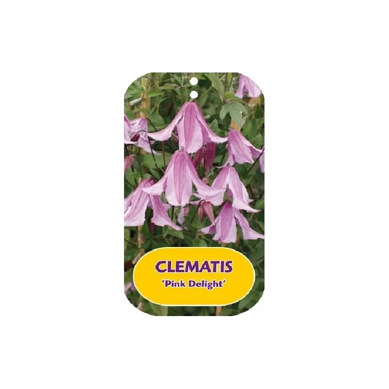 Clematis diversifolia PINK DELIGHT
