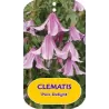 Clematis diversifolia PINK DELIGHT
