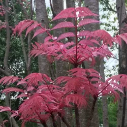 Kininis indenis - Toona sinensis Flamingo
