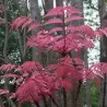 Toona sinensis Flamingo