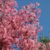 Kininis indenis - Toona sinensis Flamingo