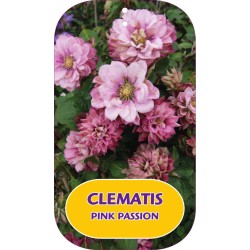 Clematis PINK PASSION