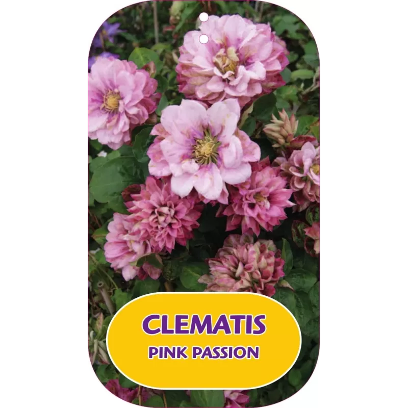 Plačiažiedė raganė - Clematis patens PINK PASSION Plačiažiedė raganė - Clematis patens PINK PASSION