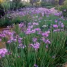 "Aukštuomenės" česnakas - Tulbaghia (omentaria) violacea