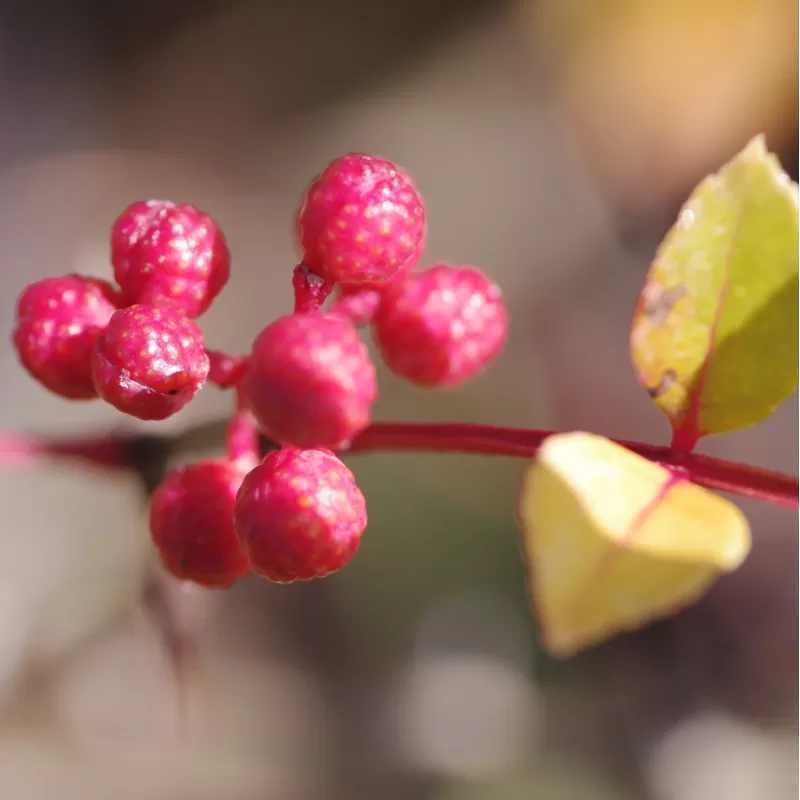 Zanthoxylum simulans