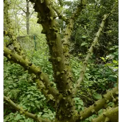 Zanthoxylum simulans