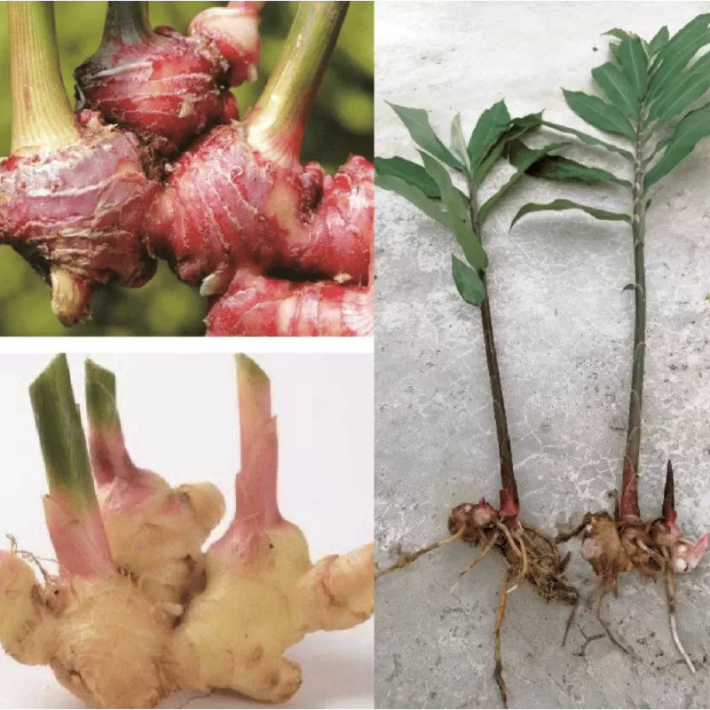 Vaistinis imbieras - Zingiber officinale