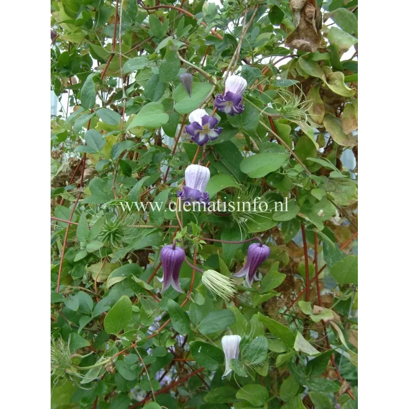 Raganė - Clematis pitcheri