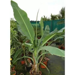 Retų ir egzotinių augalų prekyba internetu ir pristatymas į namus