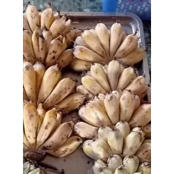 Retų ir egzotinių augalų prekyba internetu ir pristatymas į namus