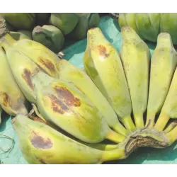 Retų ir egzotinių augalų prekyba internetu ir pristatymas į namus