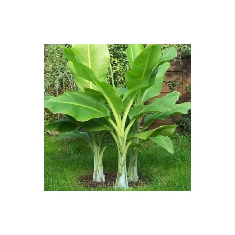 Retų ir egzotinių augalų prekyba internetu ir pristatymas į namus