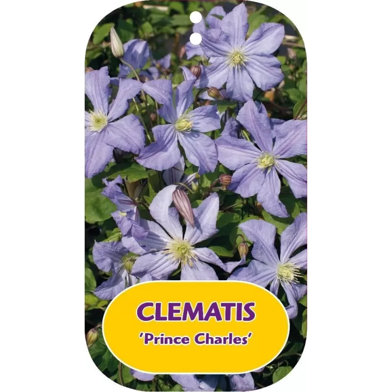 Puošnioji raganė - Clematis jackmanii PRINCE CHARLES Puošnioji raganė - Clematis jackmanii PRINCE CHARLES