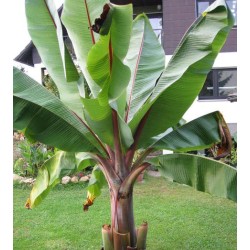 Retų ir egzotinių augalų prekyba internetu ir pristatymas į namus