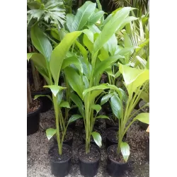 Retų ir egzotinių augalų prekyba internetu ir pristatymas į namus