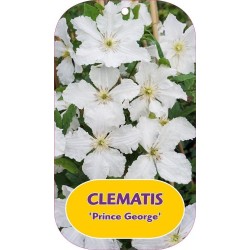 Puošnioji raganė - Clematis jackmanii PRINCE GEORGE
