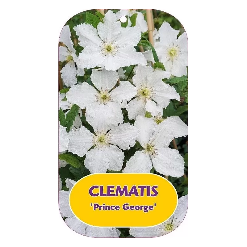 Clematis jackmanii PRINCE GEORGE