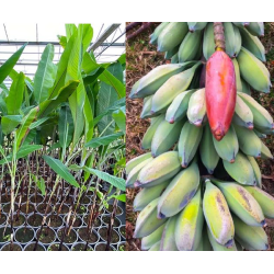 Bananmedis - Musa nagensium