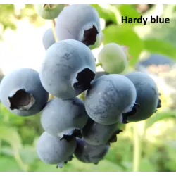 Aukštoji (sodinė) šilauogė - Vaccinium corymbosum Hardyblue C1.5/C2