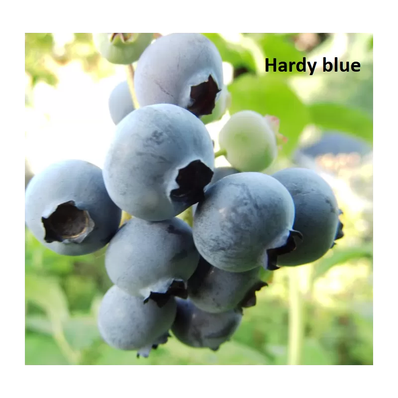 Aukštoji (sodinė) šilauogė - Vaccinium corymbosum Hardyblue C1.5/C2