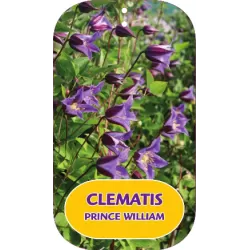 Raudonžiedė raganė - Clematis texensis PRINCE WILLIAM