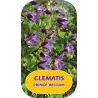 Raganė - Clematis Princess Kate