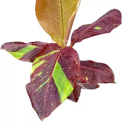 Bananmedis - Musa siam Ruby