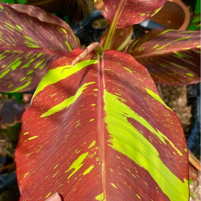 Bananmedis - Musa siam Ruby